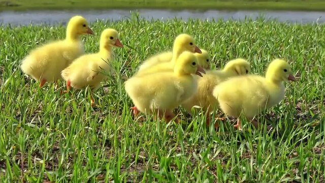 A group of beautiful and cute yellow ducklings on the grass