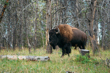 Buffalo in a National Park