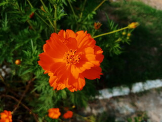 Cosmo amarelo petalas flor jardim laranja