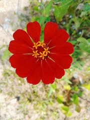 Zinnia ellegans flor vermelha