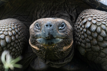 Galapagos Giant Tortoise