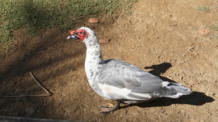 Zoo and farm