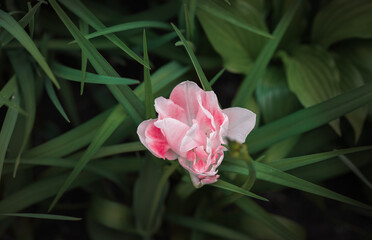 Close-up of one light pink tulip on a background of green leaves top view horizontally