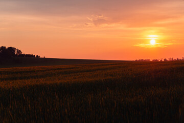 Fototapeta premium The sunset is as red as outside Münster.