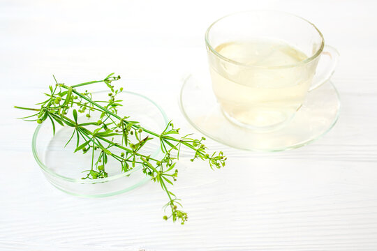 Herbal tea from dungeon, Galium aparine cleavers. Urinary drink next to fresh grass clivers, goosegrass and grip bedstraw on white wooden table