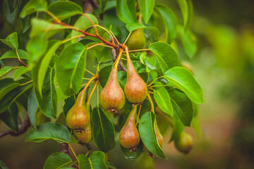 Appetizing pears on a branch close-up. Juicy fruits. Delicious harvest.