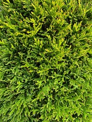 green leaves background