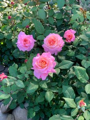 pink roses in garden