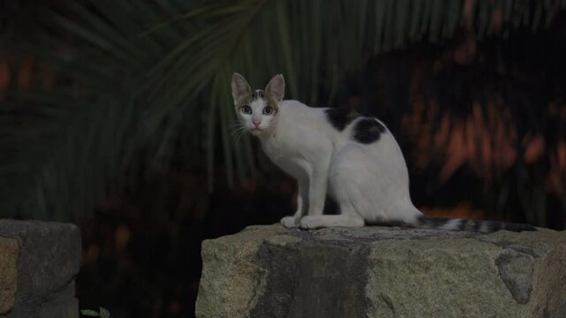 Wild cat staring at the camara by night