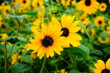 Orange Sunflower - ヒメヒマワリ 黄色い花