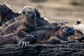 Galapagos Marine Iguana