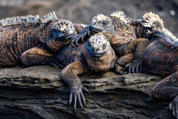 Galapagos Marine Iguana