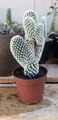 cactus in a pot