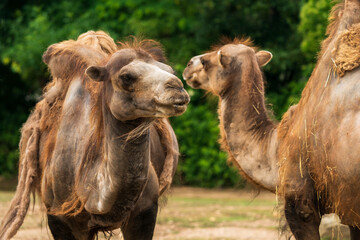 The Bactrian camel (Camelus bactrianus), also known as the Mongolian camel or domestic Bactrian camel, is a large even-toed ungulate native to the steppes of Central Asia. Two camel.