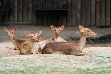 Eld's deer (Panolia eldii), also known as the thamin or brow-antlered deer, is an endangered species of deer endemic to South Asia.