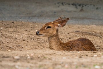 Eld's deer (Panolia eldii), also known as the thamin or brow-antlered deer, is an endangered species of deer endemic to South Asia.