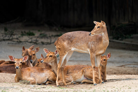 Eld's deer (Panolia eldii), also known as the thamin or brow-antlered deer, is an endangered species of deer endemic to South Asia.