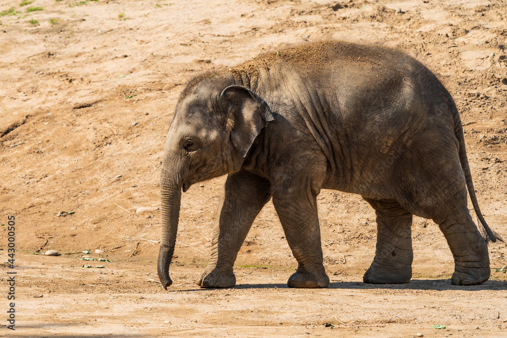 Wall mural funny baby elephant. the asian elephant is the largest land mammal on the asian continent. they inha