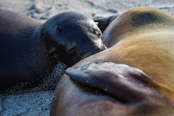 Galapagos Sea Lion Pup nursing