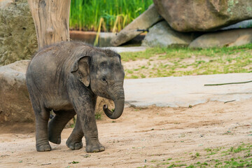 Funny baby elephant. The Asian elephant is the largest land mammal on the Asian continent. They inhabit dry to wet forest and grassland habitats in 13 range countries spanning South and Southeast Asia © Ondrej Novotny