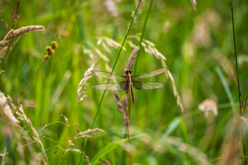 Dragonfly on grass