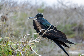 Galapagos Greater Frigate Bird