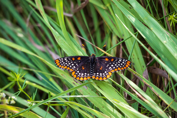 butterfly on the grass