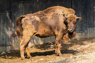 The European bison (Bison bonasus) or the European wood bison, also known as the wisent or the zubr. It is one of two extant species of bison, alongside the American bi - obrazy, fototapety, plakaty
