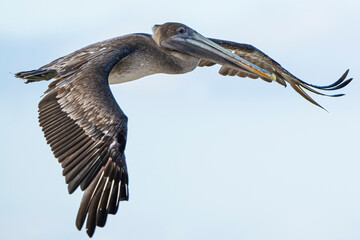 Galapagos Brown Pelican in flight