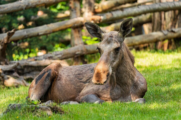 Naklejka na ściany i meble The moose (in North America) or elk (in Eurasia) (Alces alces), is a member of the New World deer subfamily and is the largest and heaviest extant species in the deer family.