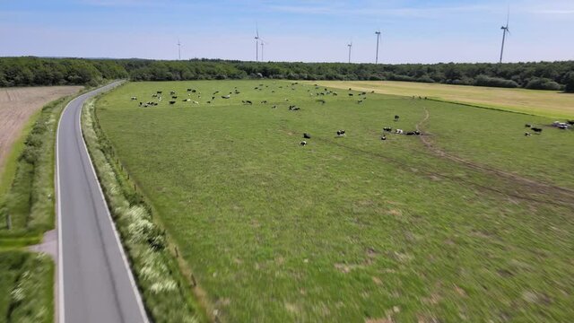 Rinderweide K&uuml;he im Sommergl&uuml;ck