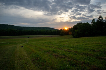 sunset over the field