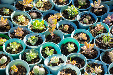 Seedbed of colorful succulents, close-up image