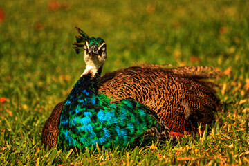 pavão