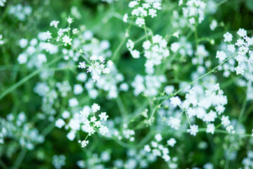 White flowers on green background. Anise flower field. Selective focus