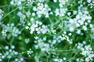White flowers on green background. Anise flower field. Selective focus