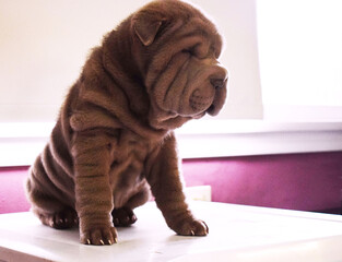 cachorrro animal perro mascota shar pei chino color lilac
