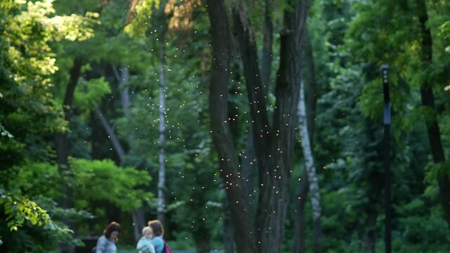 Cloud of midges is illuminated by sun rays in city park. Flock of mosquitoes or gnus bask in sun. Vile swirls in forest. Flies backlit among green trees. Insects gather in a pack together at sunset