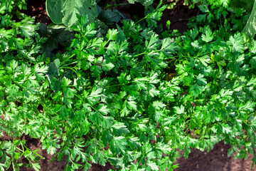 parsley in the garden