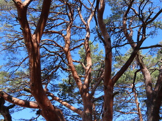 Single old pine tree with multiple tall trunks, orange tree bark