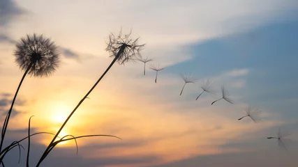 Fotobehang Silhouettes of flying dandelion seeds on the background of the sunset sky. Nature and botany of flowers © photosaint