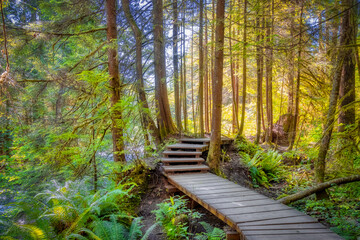 Lynn Canyon Park, North Vancouver, British Columbia, Canada. Beautiful Wooden Hiking Trail in the...