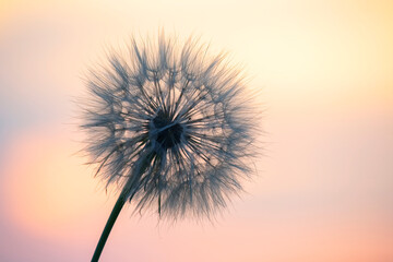 dandelion on the background of the setting sun. Nature and floral botany