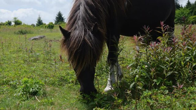 Wild Dark Brown Mare Horse Grazes in a Mountain Meadow, Close Up