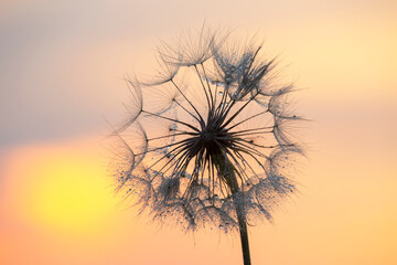 Silhouette of a dandelion flower in the backlight with drops of morning dew. Nature and floral botany