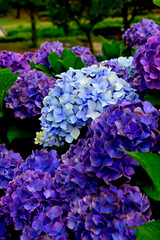 紫陽花