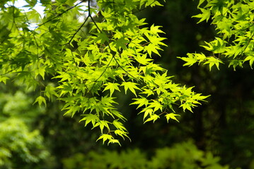 貴船・青もみじ