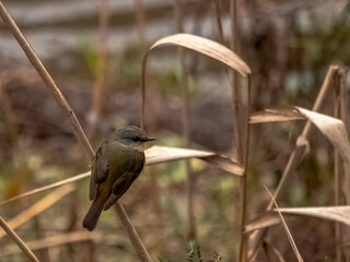 Yellow Robin Back