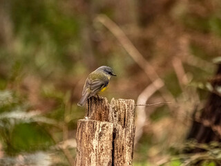 Yellow Robin On Stump