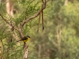 Yellow Robin Side
